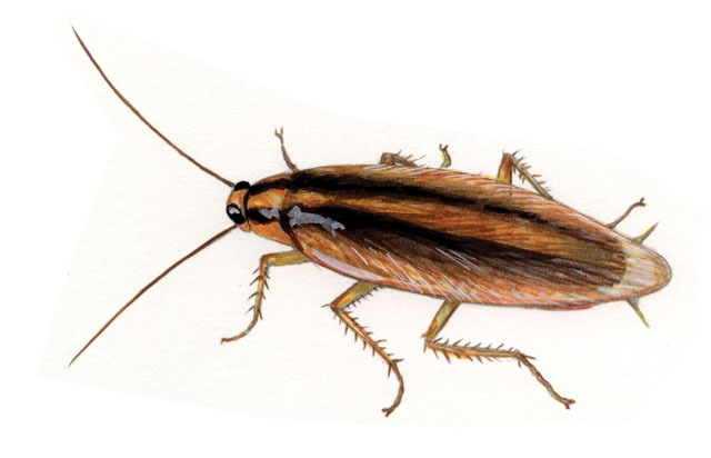 Blattodea