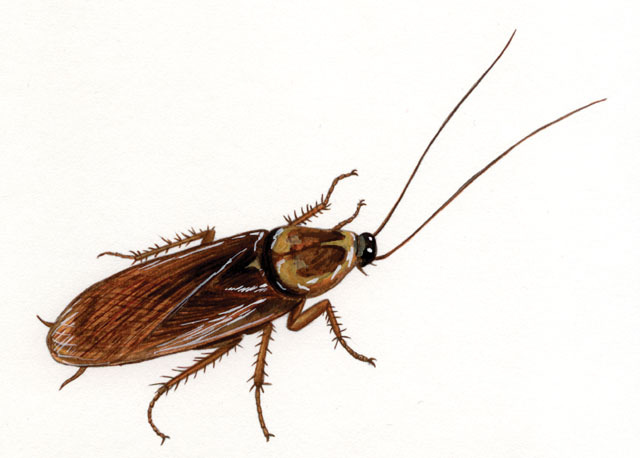 Blattodea