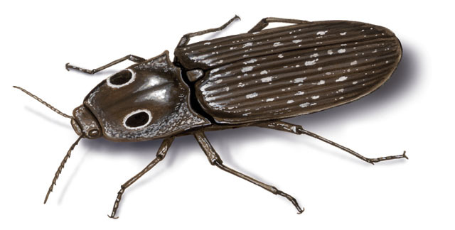 Elateroidea