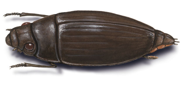 Gyrinidae