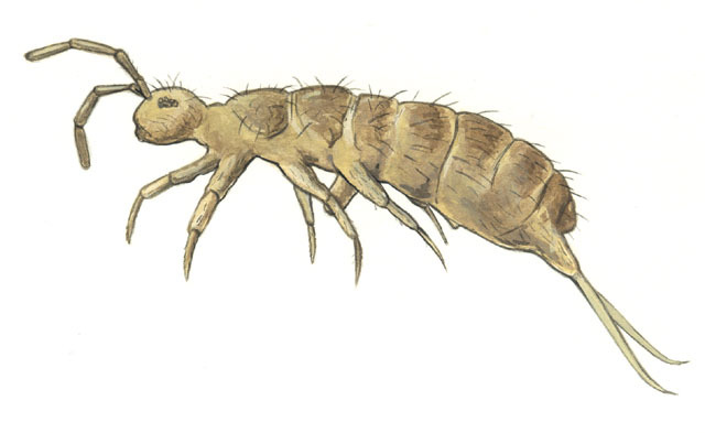 Eumetazoa