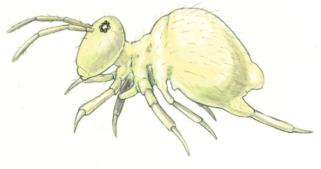 Entognatha