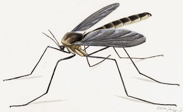 Diptera