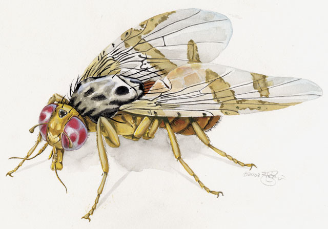 https://animaldiversity.org/collections/contributors/Grzimek_insects/Diptera/Ceratitis_capitata/medium.jpg