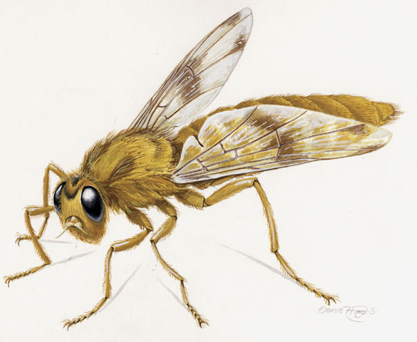 Oestridae