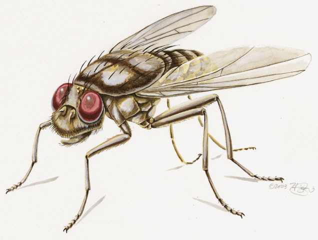 Helaeomyia_petrolei