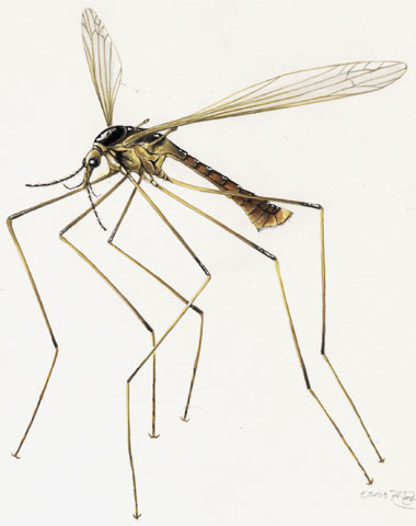 Tipuloidea