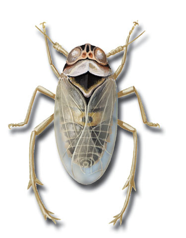 Delphacodes_kuscheli