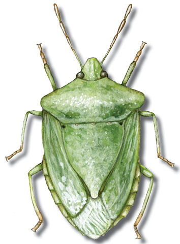 Pentatomoidea