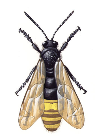 Scollid Wasp - Scolia dubia 
