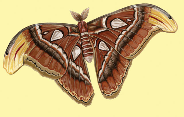 Atlas Moth Wingspan