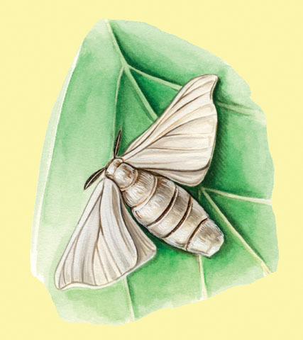 Lepidoptera