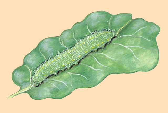 Pieris_rapae_larva