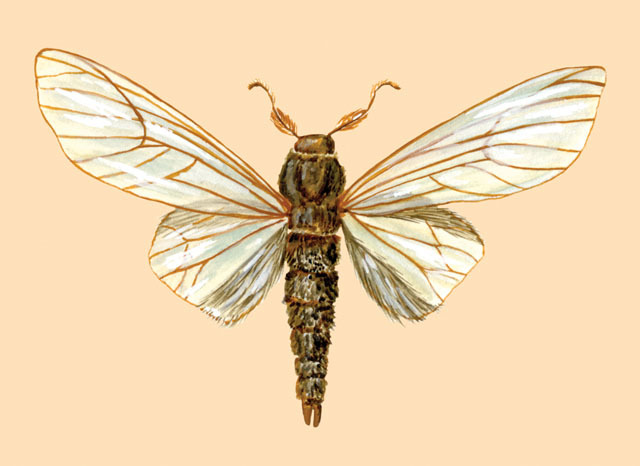 Insecta