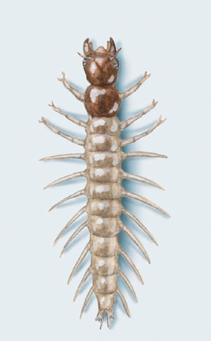 Archichauliodes_diver_larva