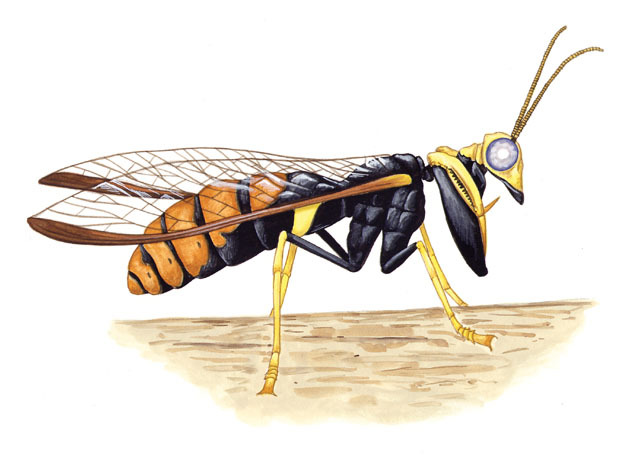 Neuroptera