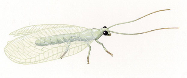 Neuroptera