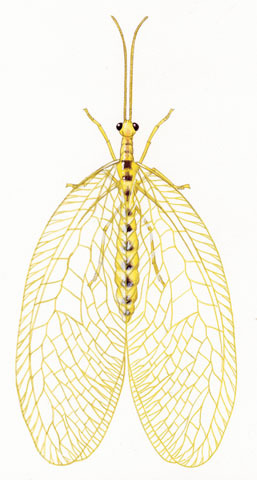 Neuroptera
