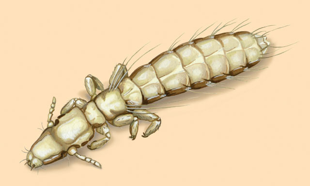 Columbicola columbae