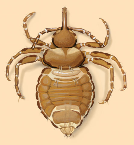 Haematomyzidae