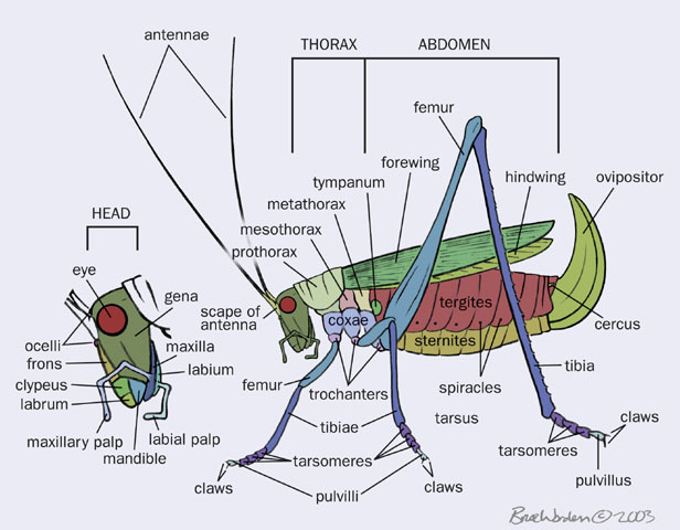 v03_id159_con_insect