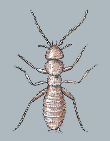 Zorotypus_hubbardi