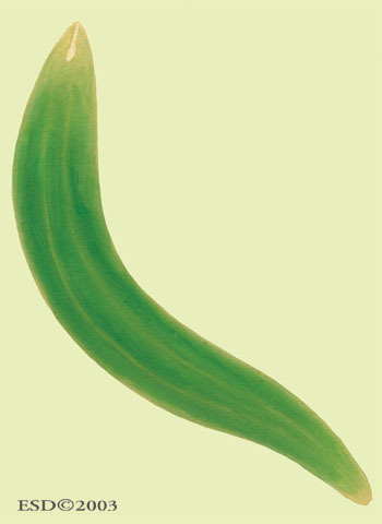 Convoluta_roscoffensis