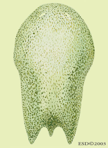 Convolutriloba_longifissura