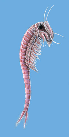Streptocephalus_proboscideu