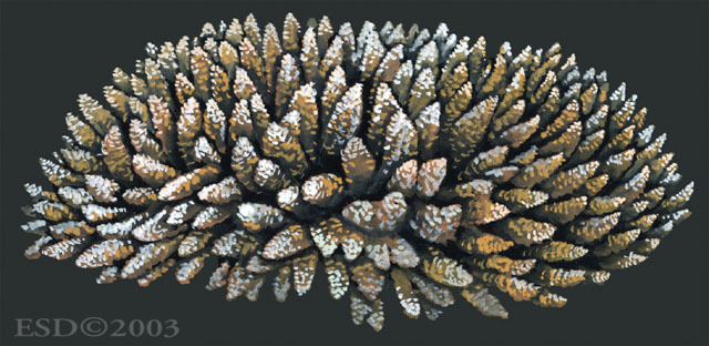 Photo of Acropora millepora