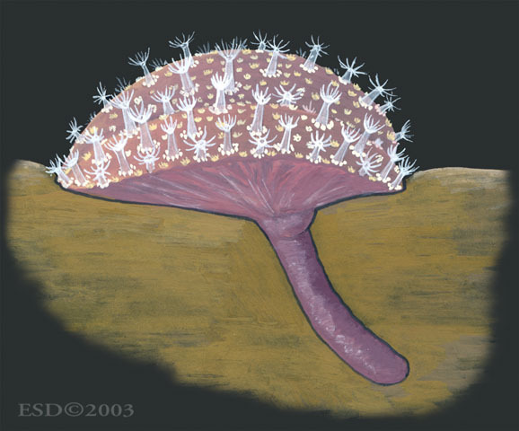 Anthozoa