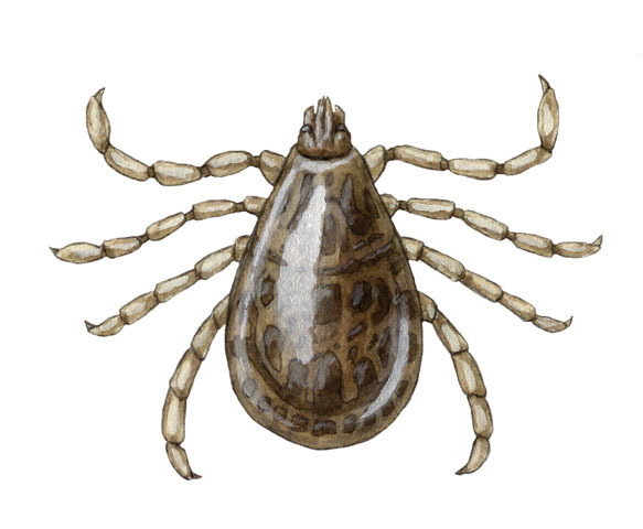 Arachnida