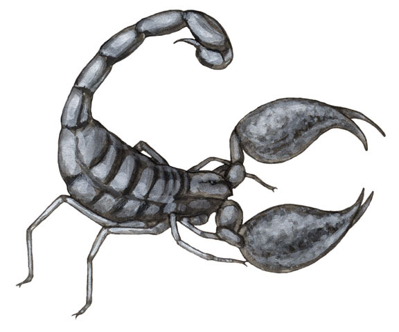 Emperor Scorpion – The Lawrence Hall of Science