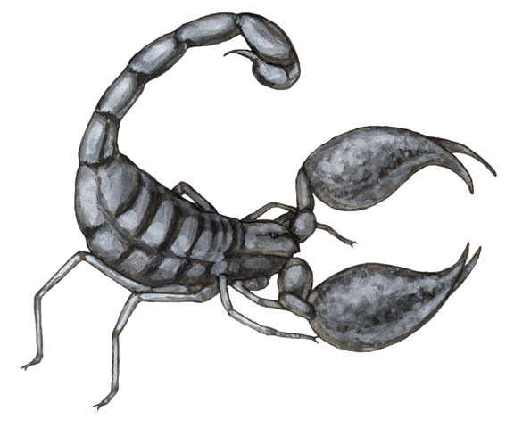 Chelicerata