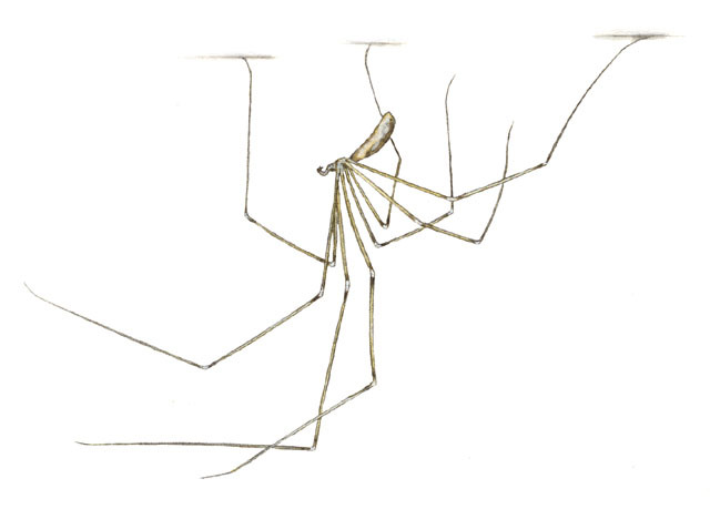 Pholcus_phalangioides