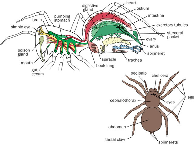 arachnida anatomy