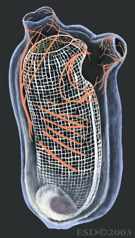 Deuterostomia