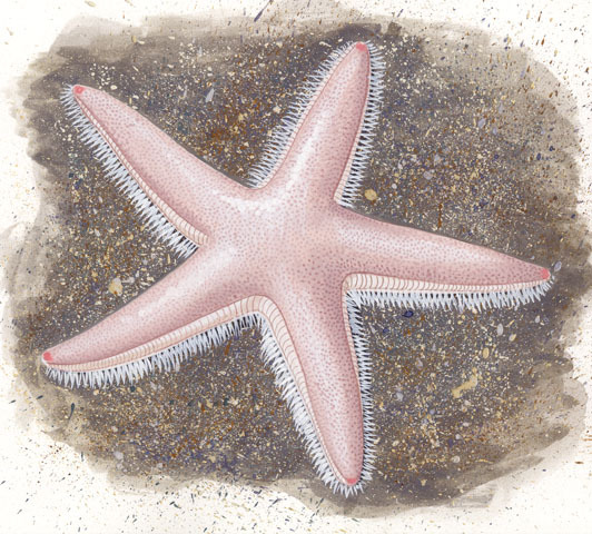 Astropecten_irregularis