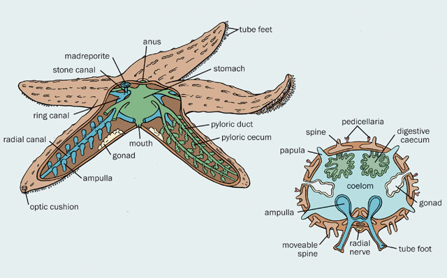 echinodermata anatomy