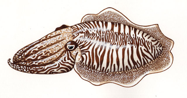 Common European Cuttlefish Sepia Officinalis Generally Stock Photo  429008602