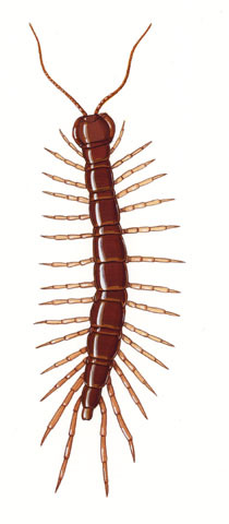 Lithobiidae