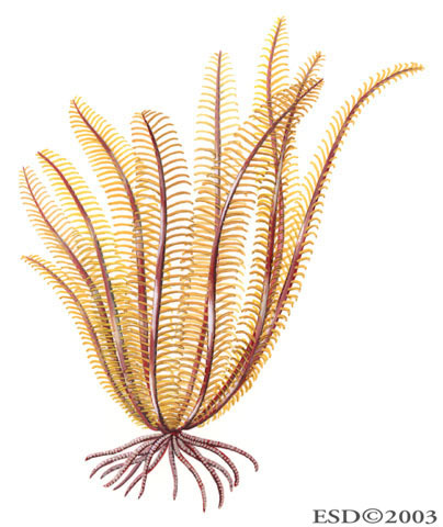 Deuterostomia