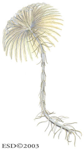 Endoxocrinus_parrae