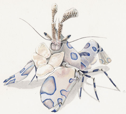 Hymenocera_picta