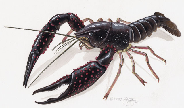 Procambarus_clarkii