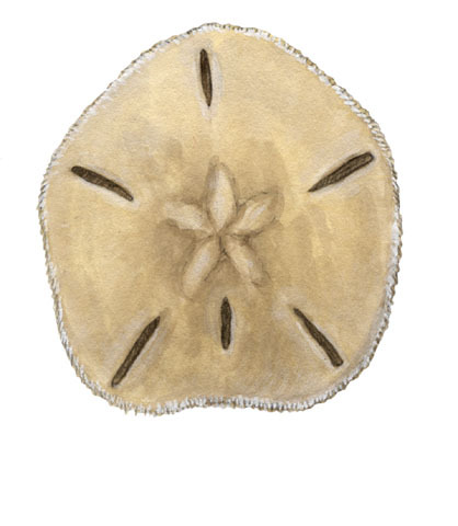 Echinodermata