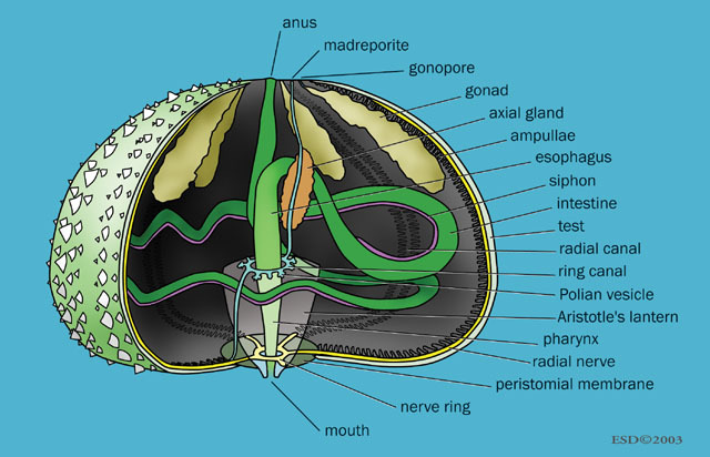 Echinoidea