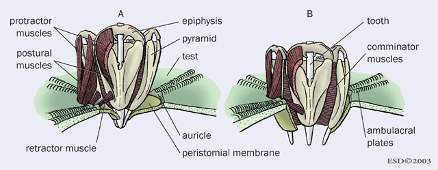 Echinodermata