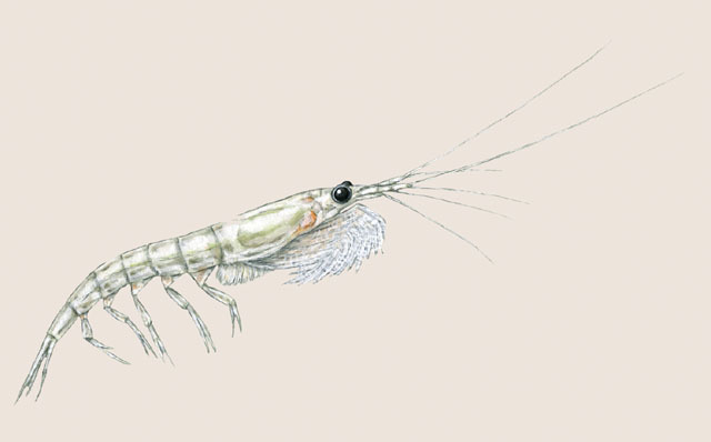 Euphausiidae