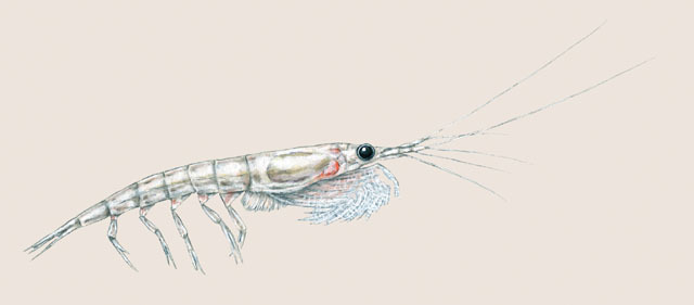 Euphausiidae